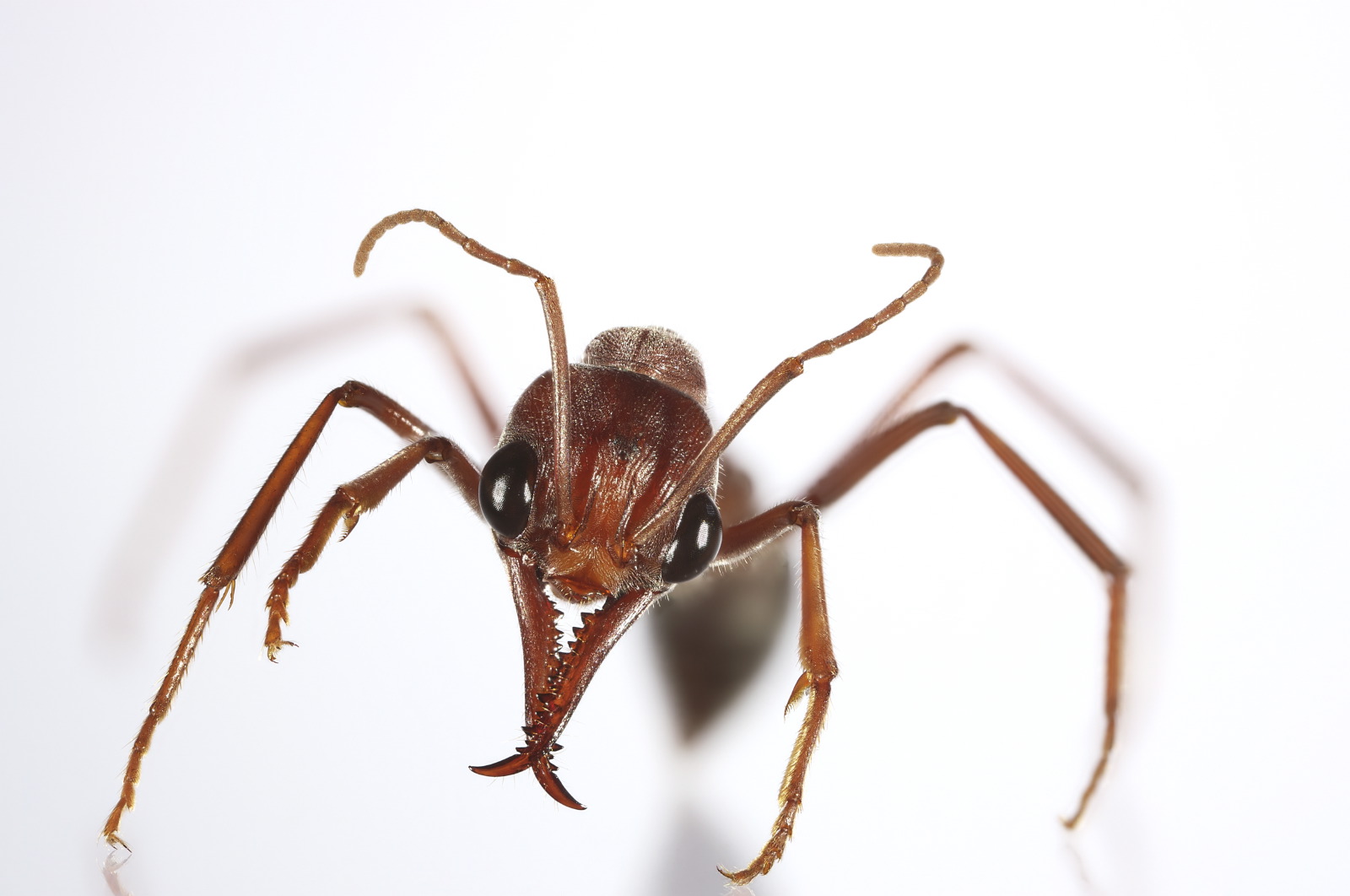 Myrmecia