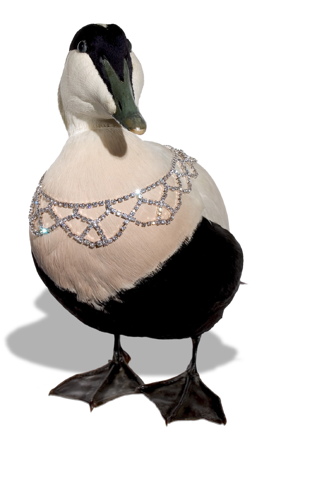 Jewellery Bird & necklace 3