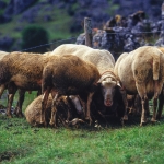 Sheep South France