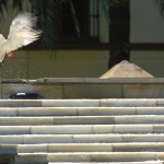 Dove Seville Spain