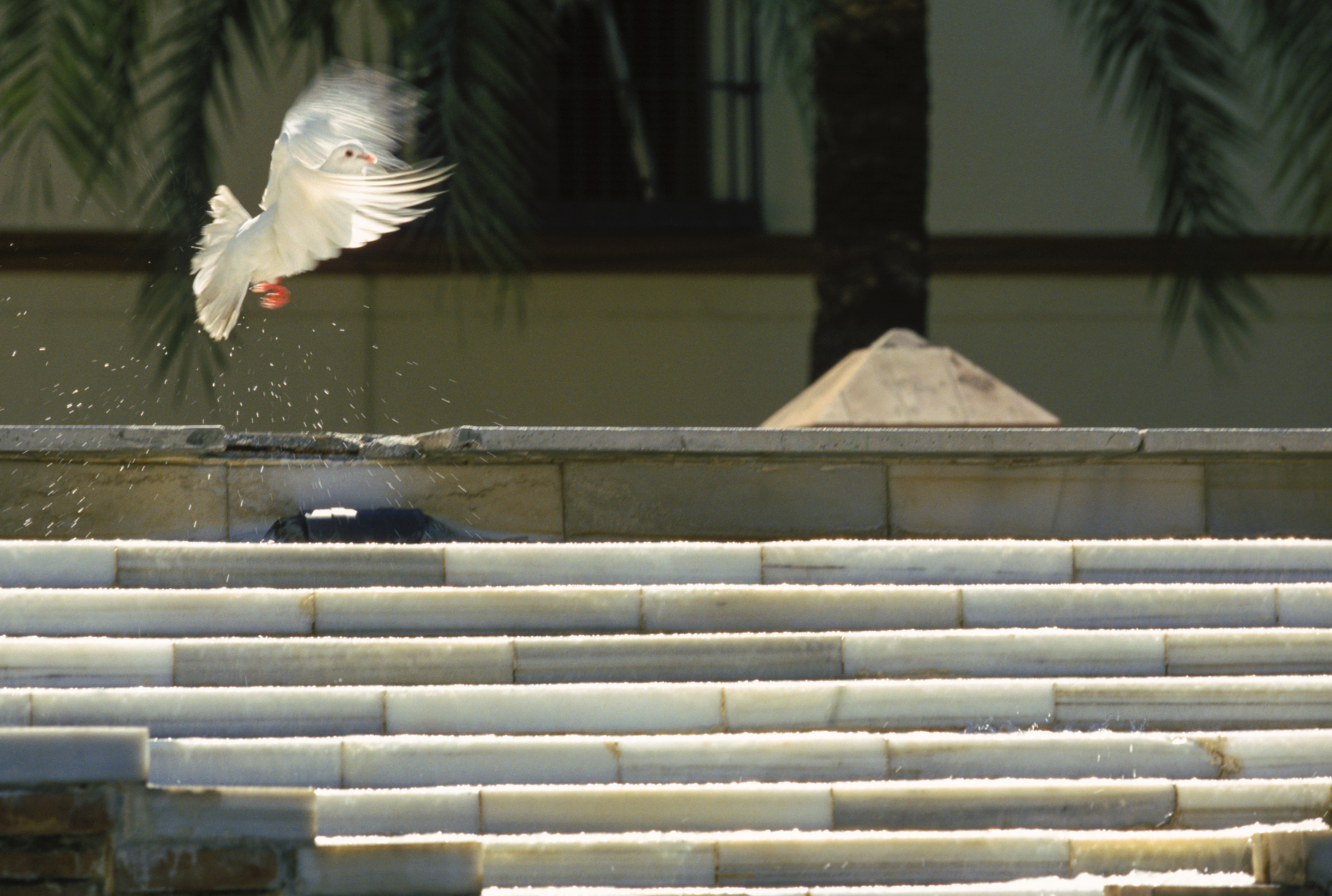 Dove Seville Spain