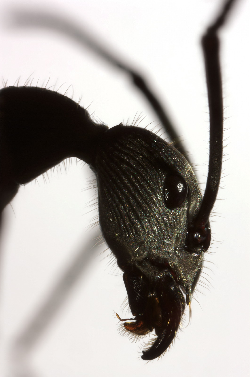 Diacamma ant portrait close-up profil