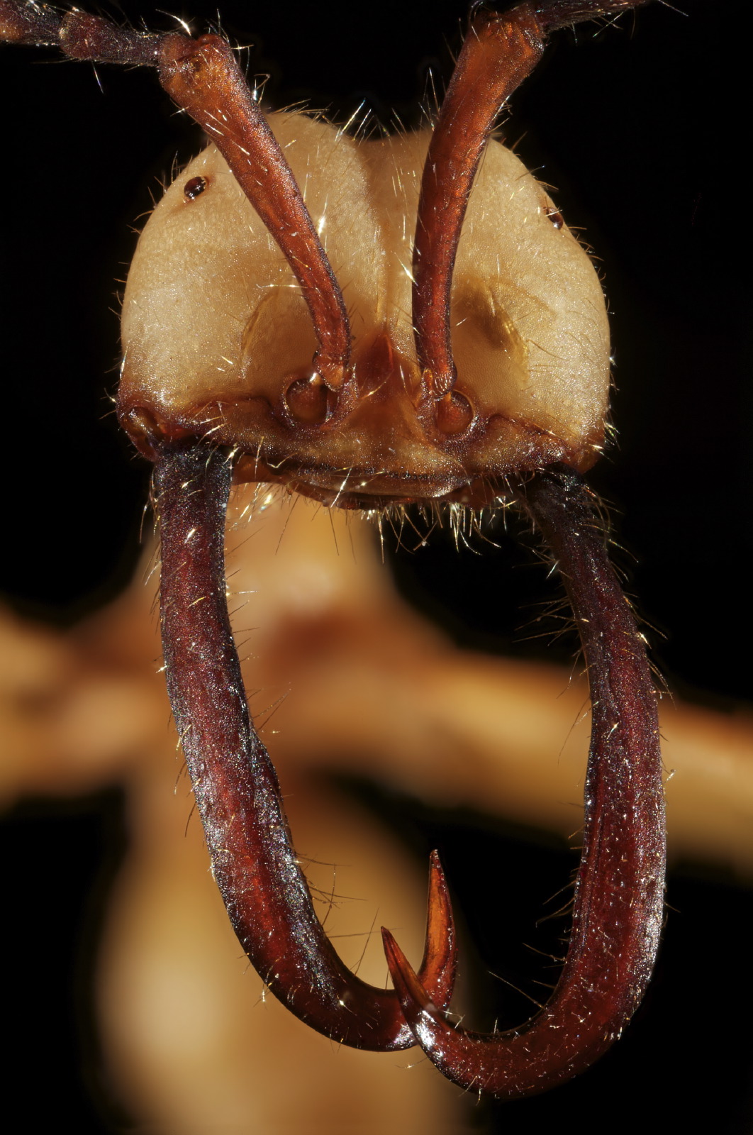 Eciton ant portrait frontal