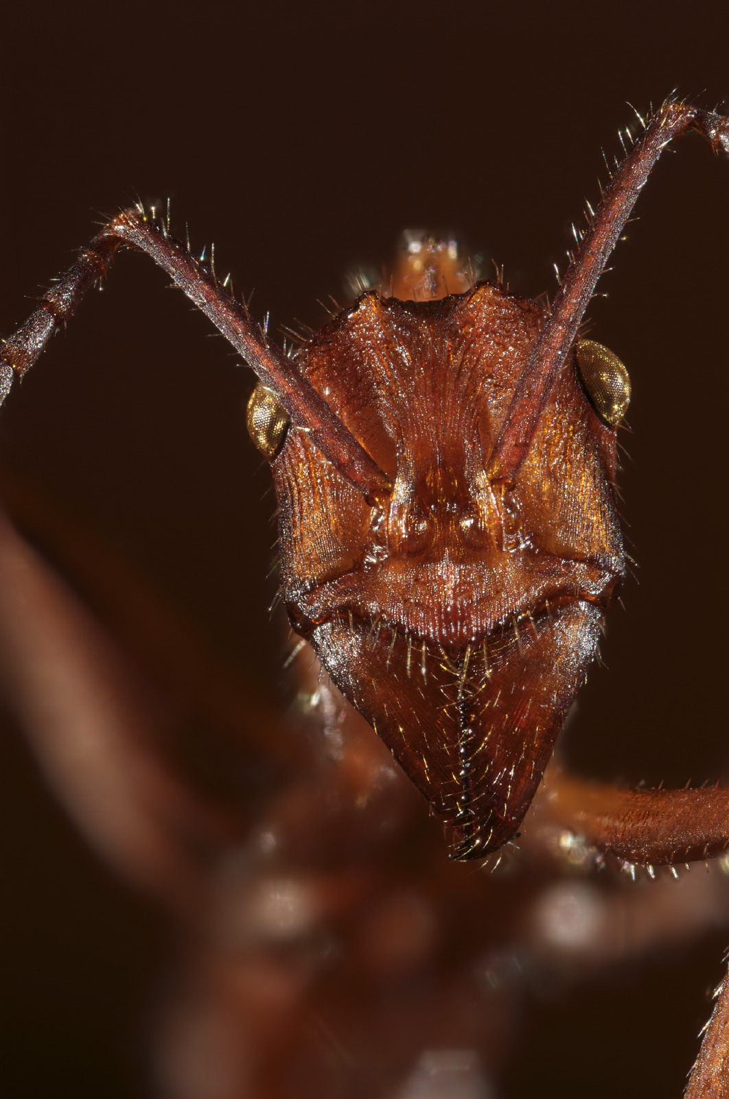 Ectatomma ant portrait