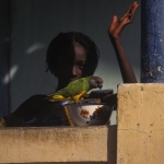 Little girl parrot's Senegal