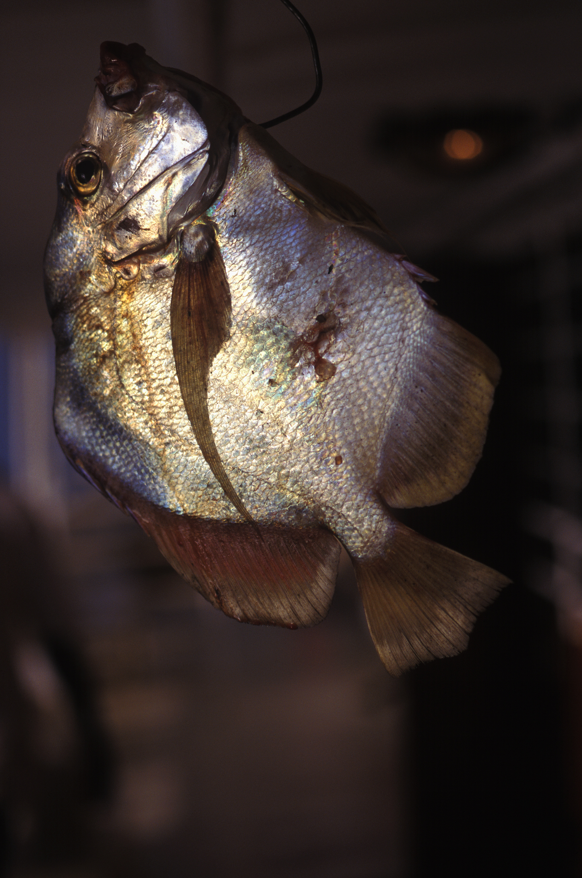 Fish Mussolini Senegal