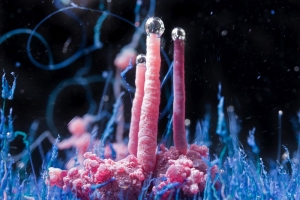 Chemical gardens cobalt