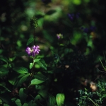 Undergrowth flower France