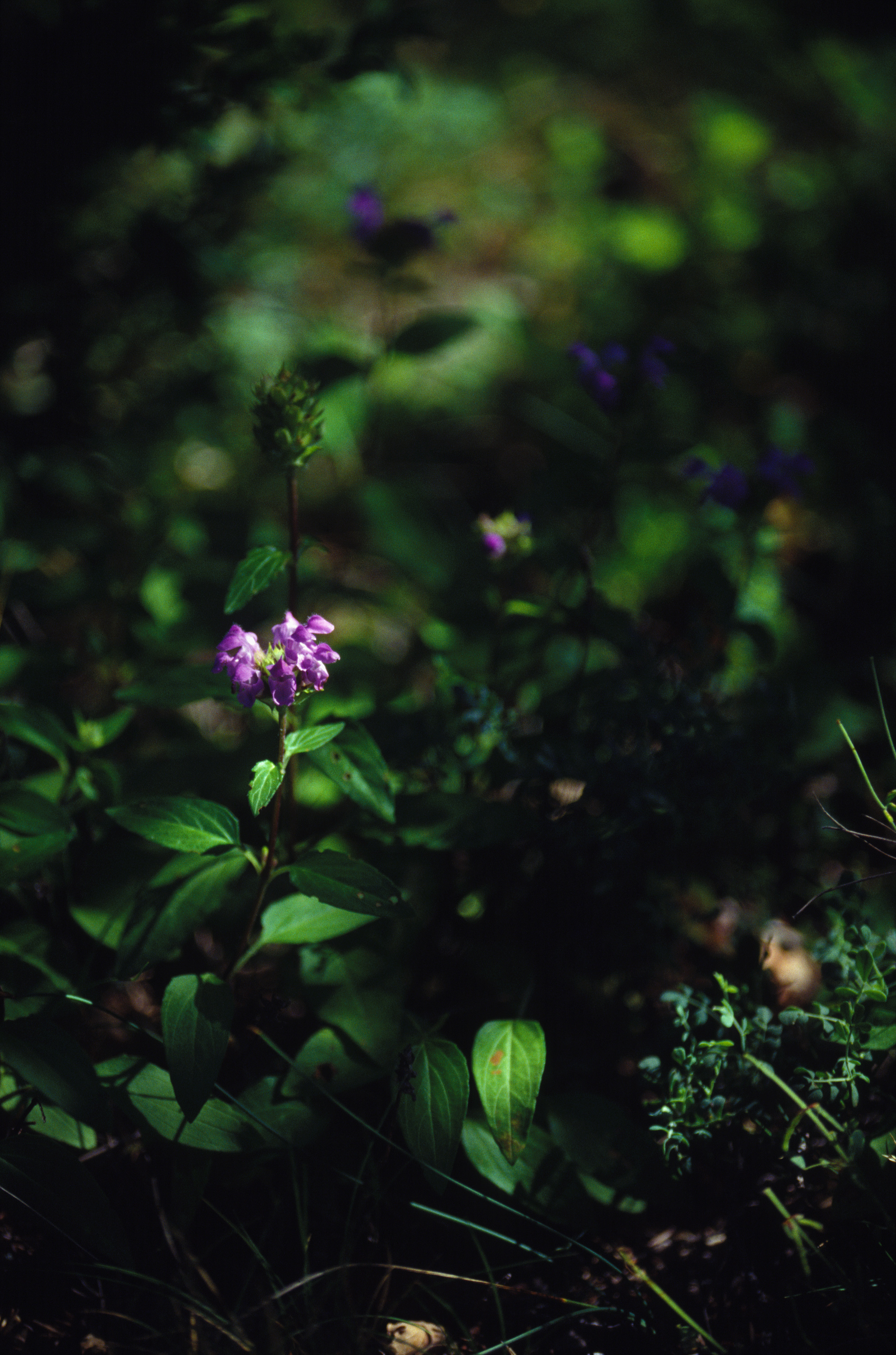 Undergrowth flower France