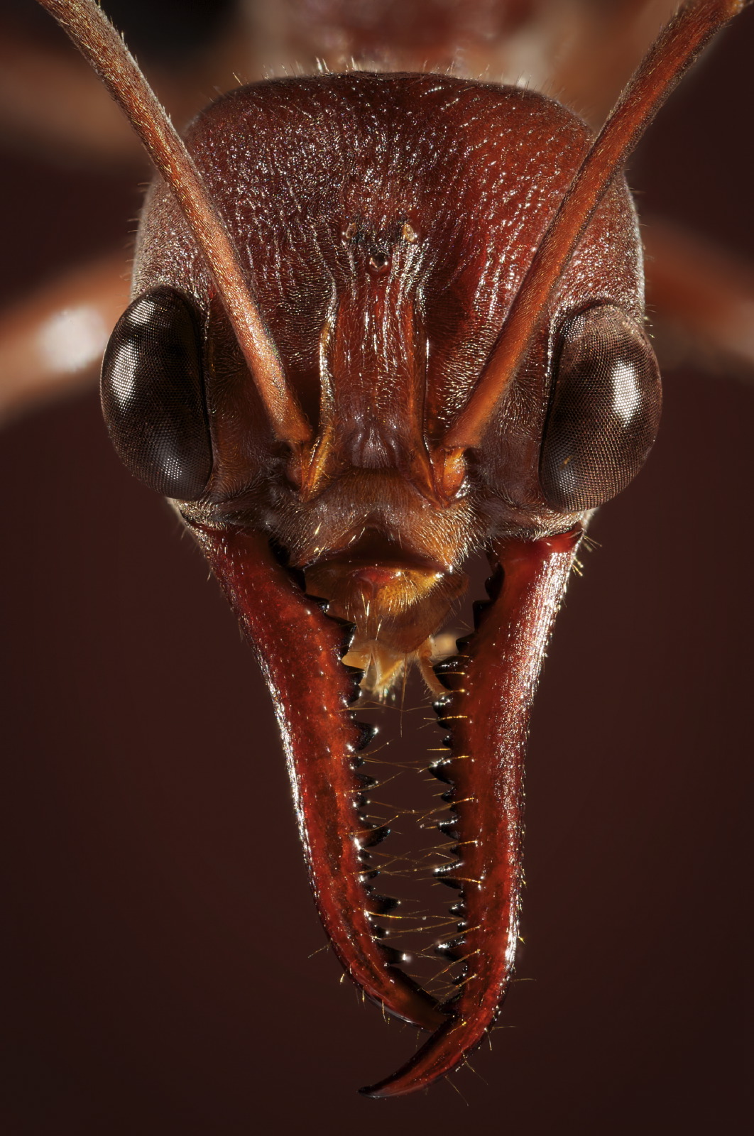Myrmecia ant portrait close-up