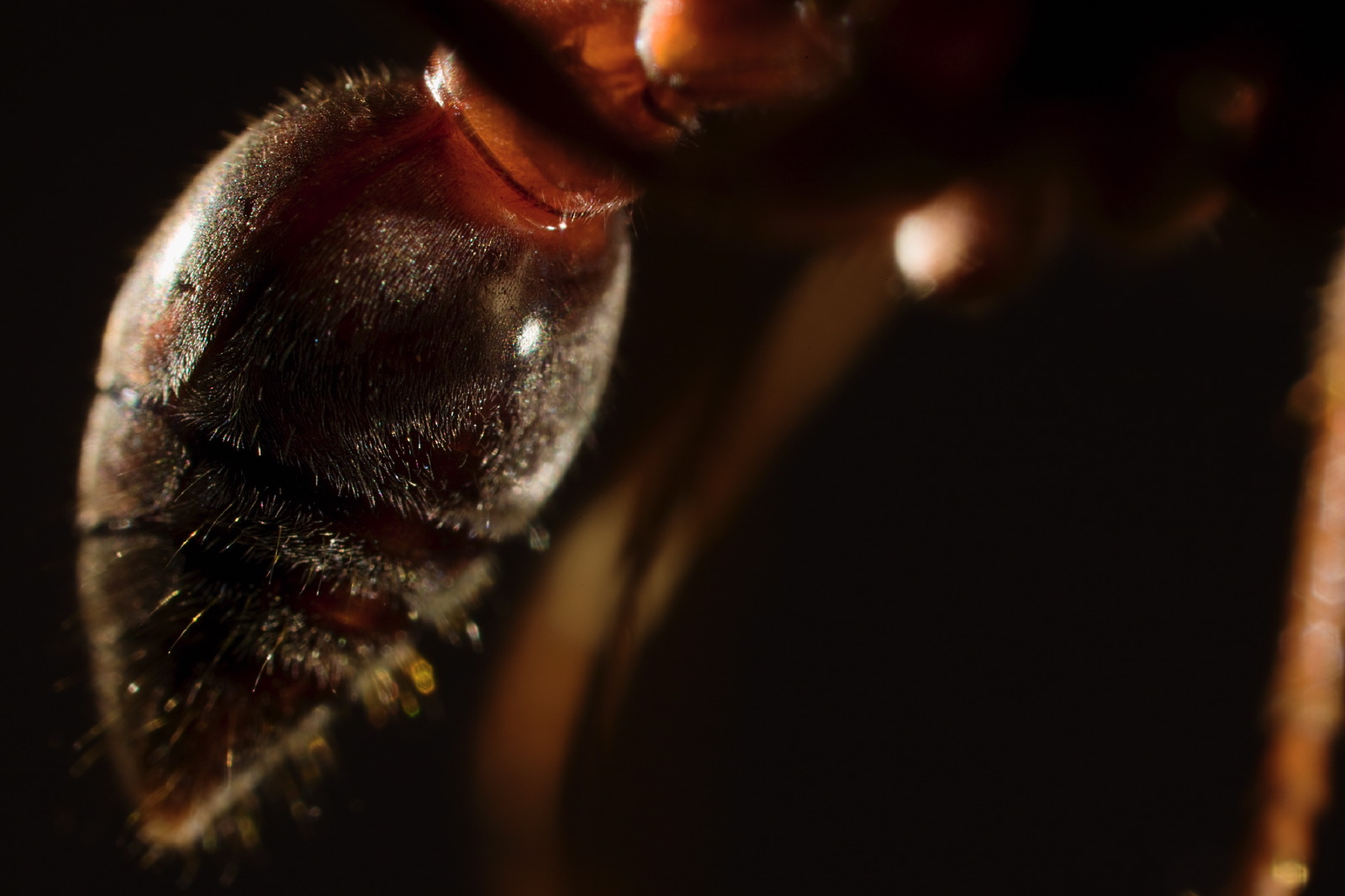 Myrmecia ant mosaic detail abdomen