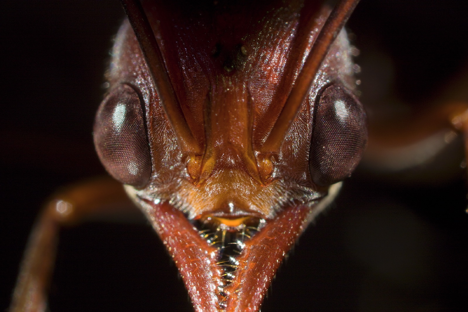 Myrmecia ant mosaic detail eyes