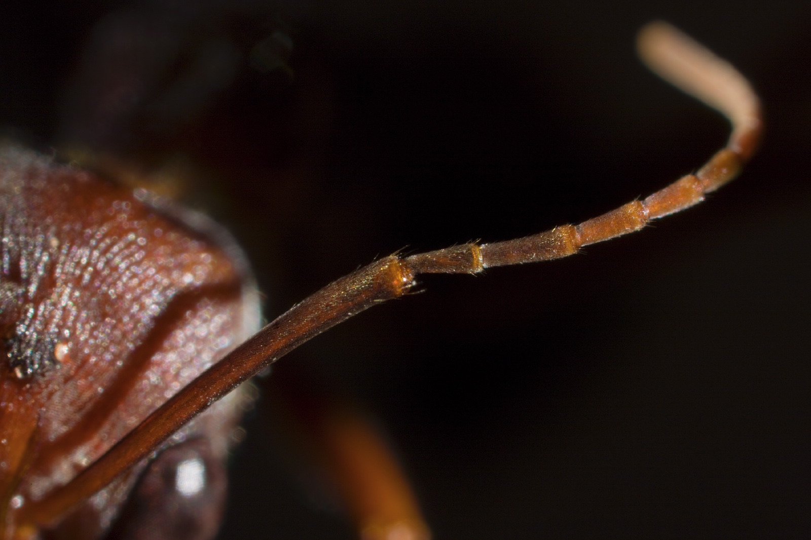 Myrmecia ant mosaic detail antenna