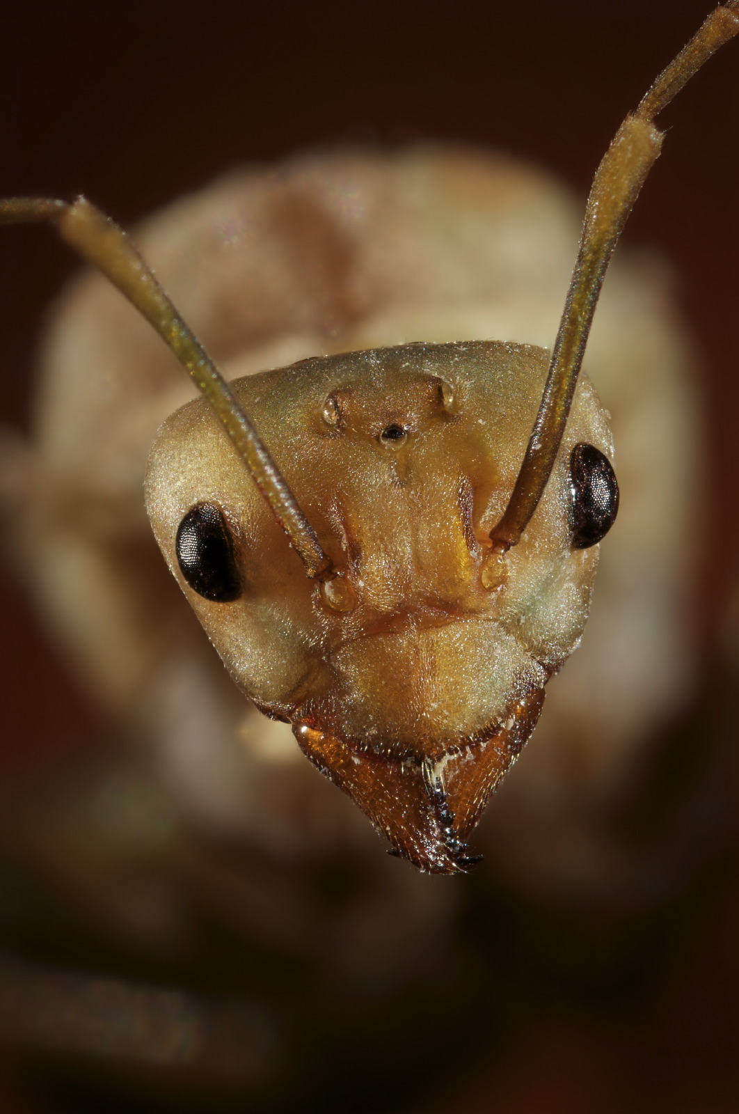 Oecophylla ant portrait
