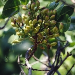 Pistachio tree branch