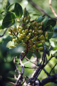 Pistachio tree branch