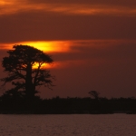 Sunset baobab GP