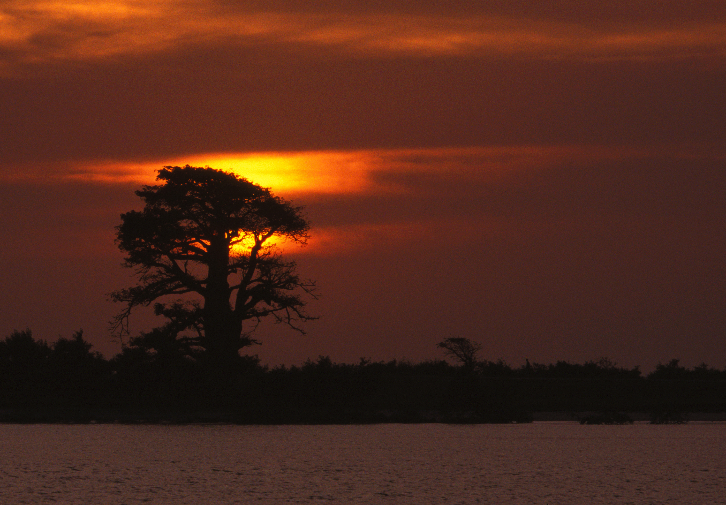 Sunset baobab GP