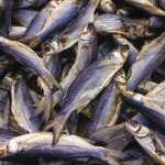 Herring drying Senegal