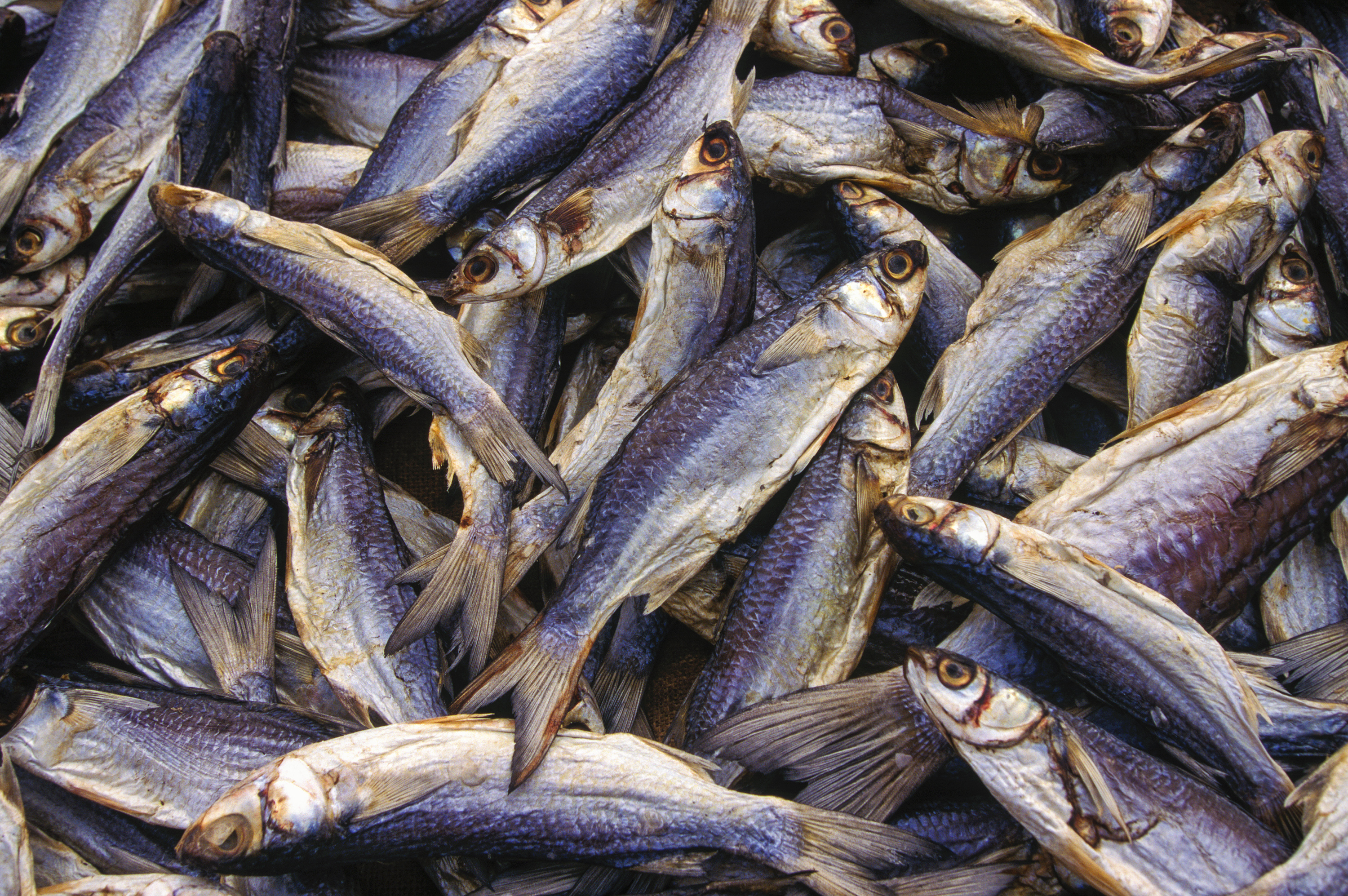 Herring drying Senegal