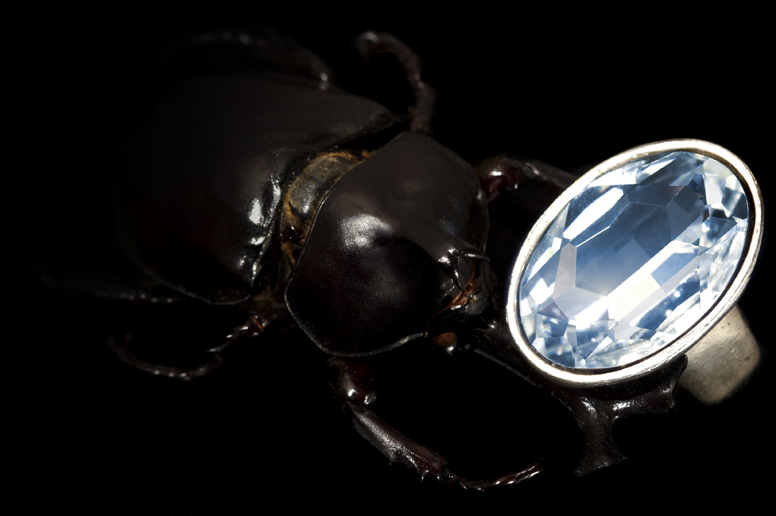 jewellery stag beetle & ring 2