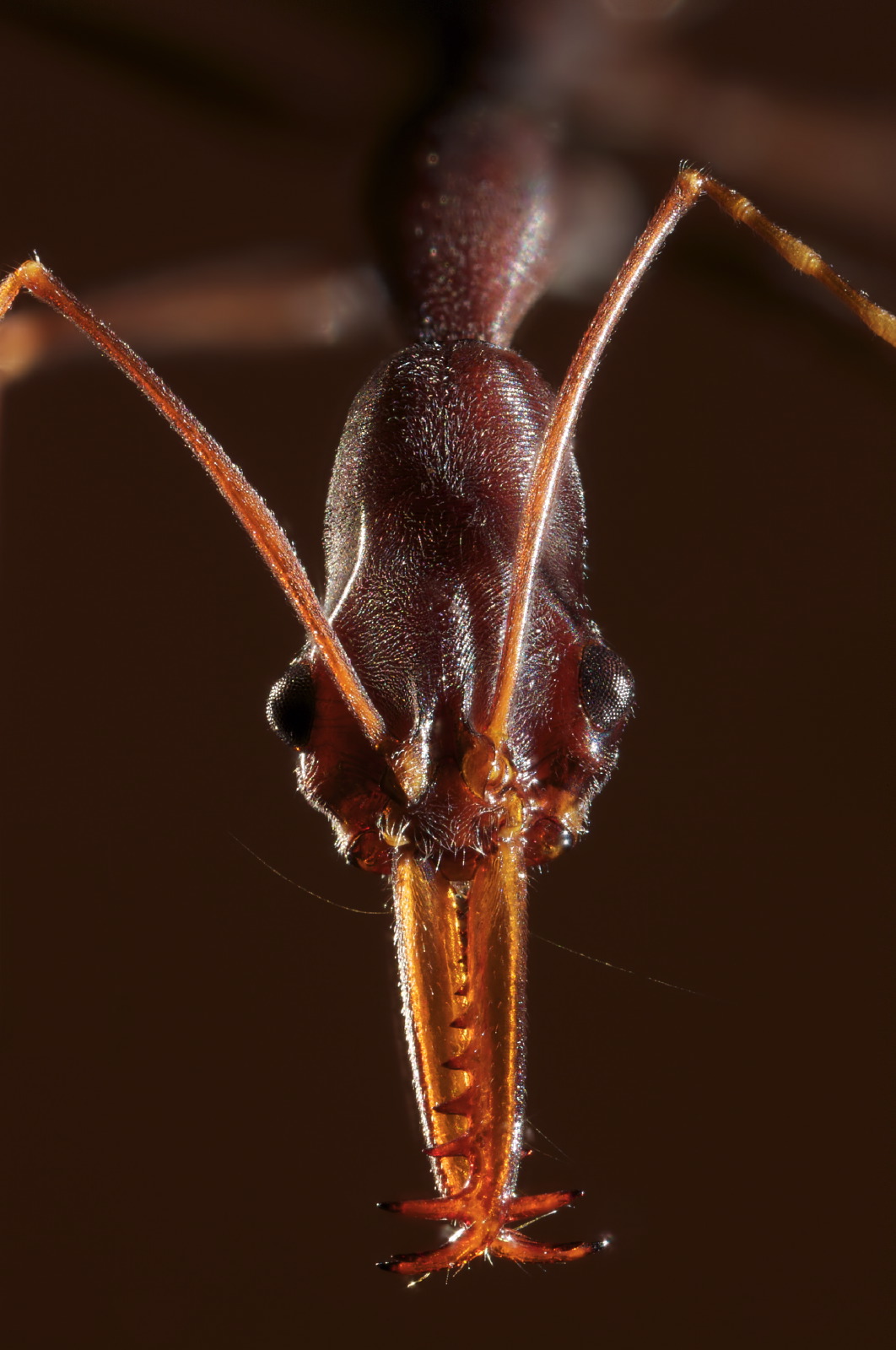 Odonthomachus ant portrait