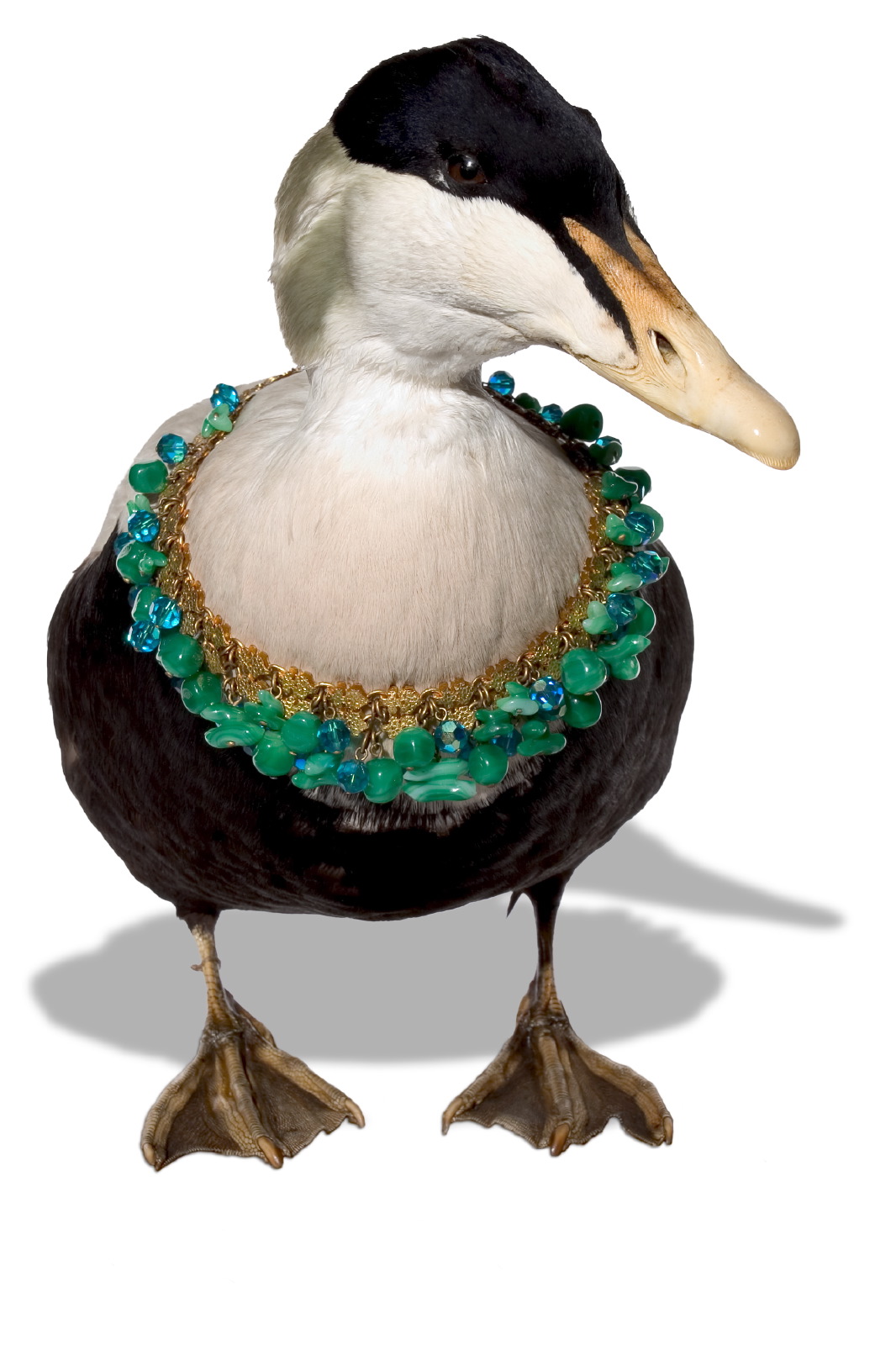 Jewellery Bird & necklace 2