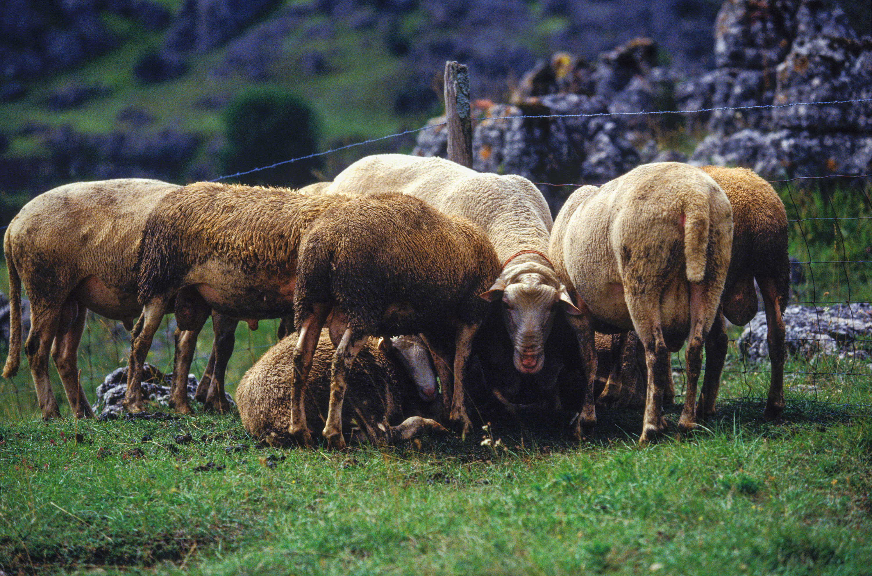 Sheep South France