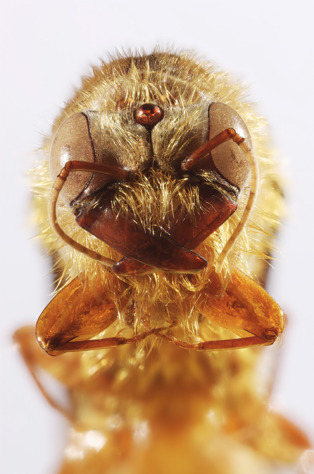 Dorylus ant portrait frontal