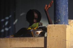 Little girl parrot's Senegal